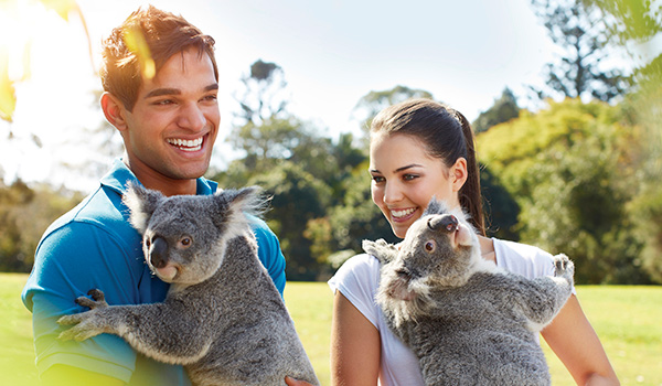 Couple cuddling koalas in Australia